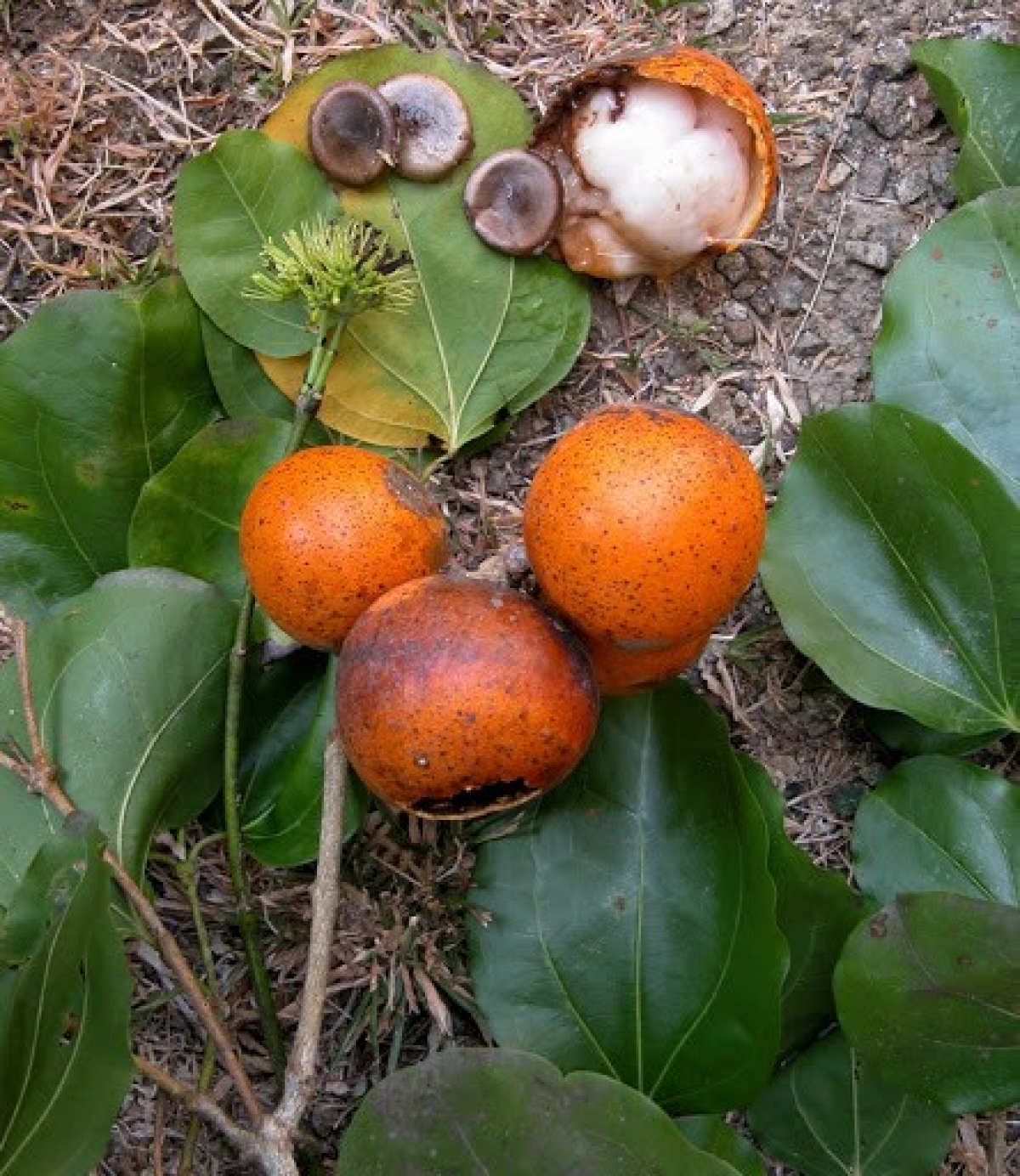 cây hạt mã tiền - Image 2