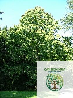cây hạt phỉ - Image 3