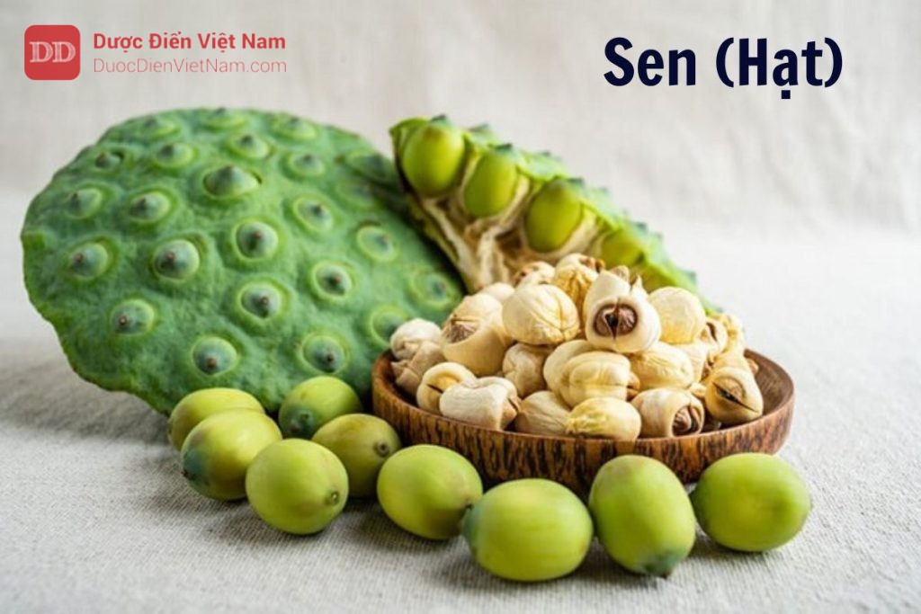 cây hạt sen - Image 4