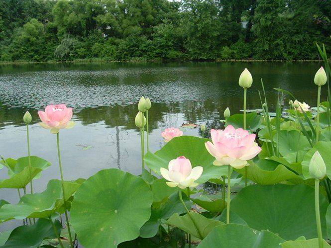 cây hạt sen - Image 5