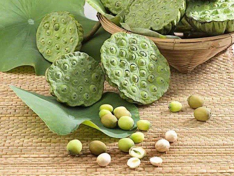 cây hạt sen