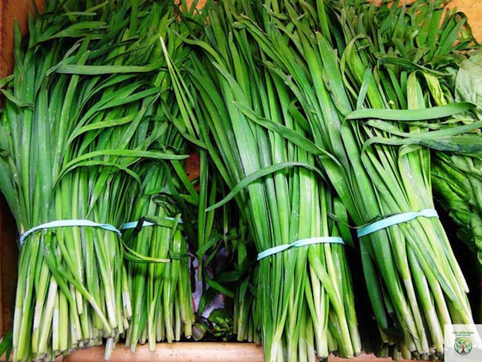 cây hẹ - Image 2