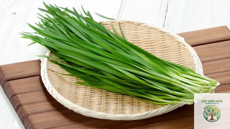cây hẹ - Image 4