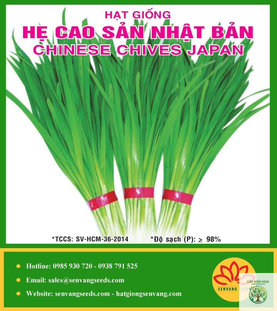 cây hẹ Nhật Bản