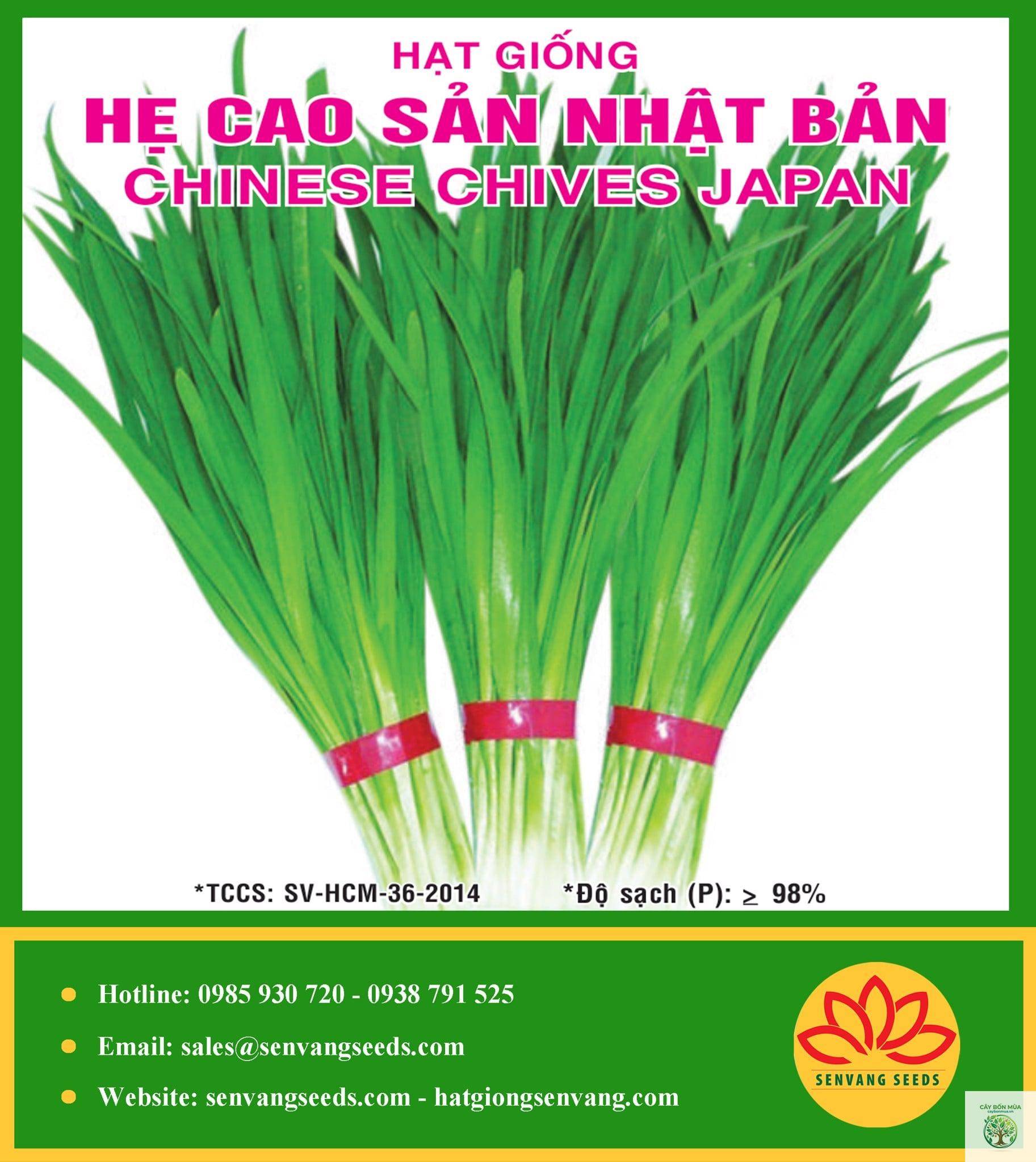 cây hẹ Nhật Bản - Image 1