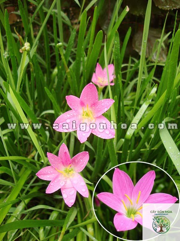 cây hẹ hoa tím - Image 2