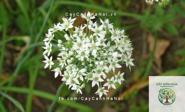 cây hẹ hoa trắng - Image 3