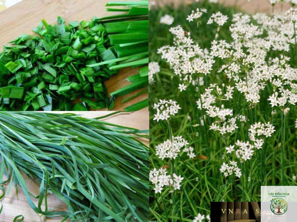 cây hẹ lá dẹt