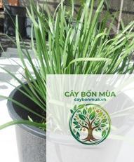 cây hẹ rừng