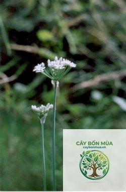 cây hẹ tỏi - Image 3