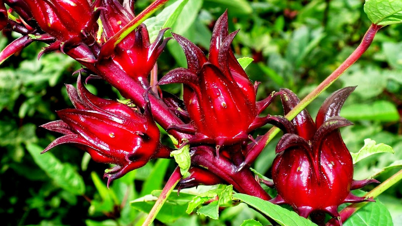 cây hibiscus - Image 2