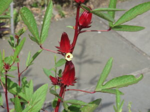 cây hibiscus