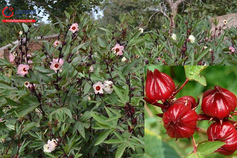 cây hibiscus - Image 4