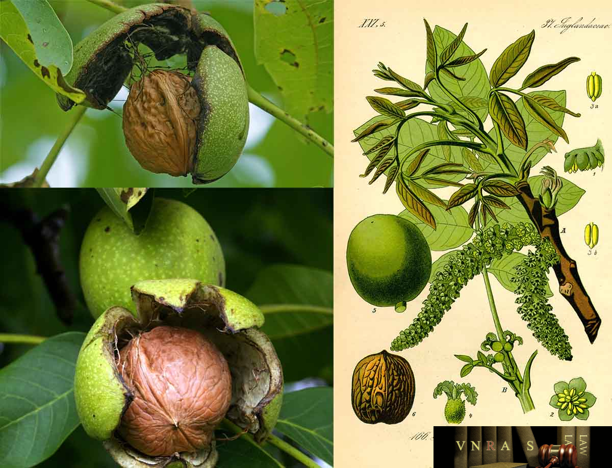 cây hồ đào - Image 2