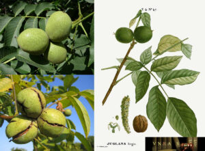 cây hồ đào