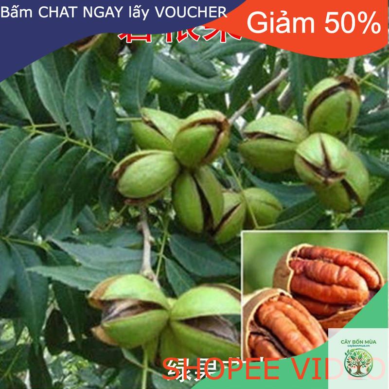 cây hồ đào Mỹ - Image 2