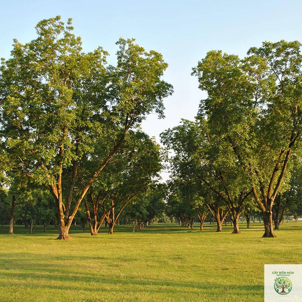 cây hồ đào pecan - Image 3