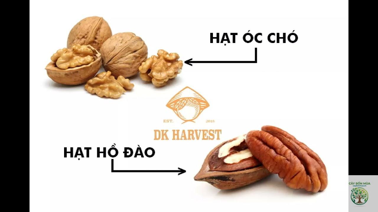 cây hồ đào pecan - Image 4