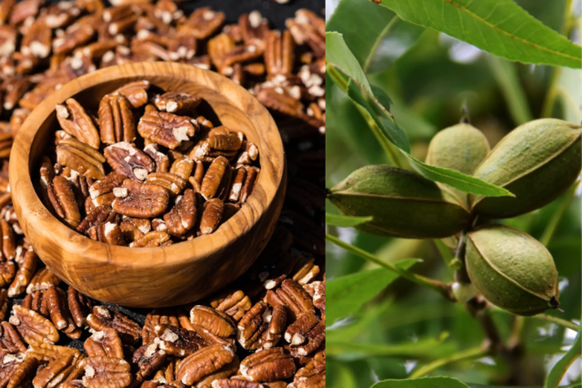 cây hồ đào pecan - Image 5