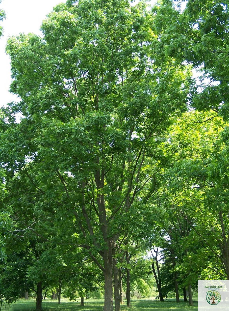 cây hồ đào pecan - Image 1