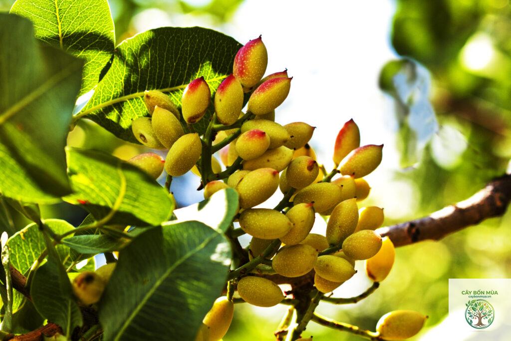 cây hồ trăn