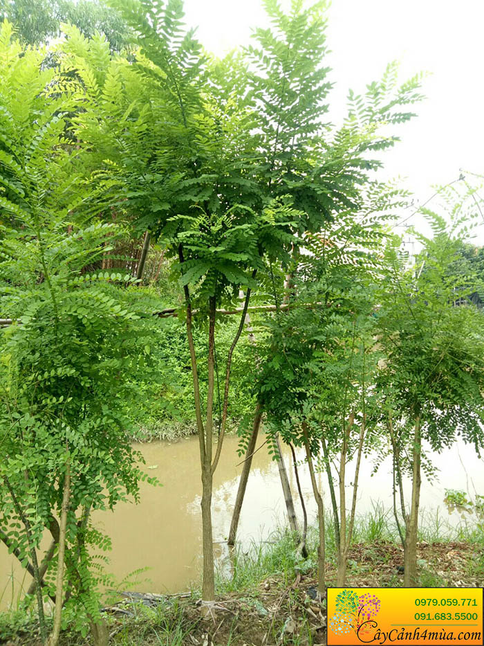 cây hoa hòe - Image 3