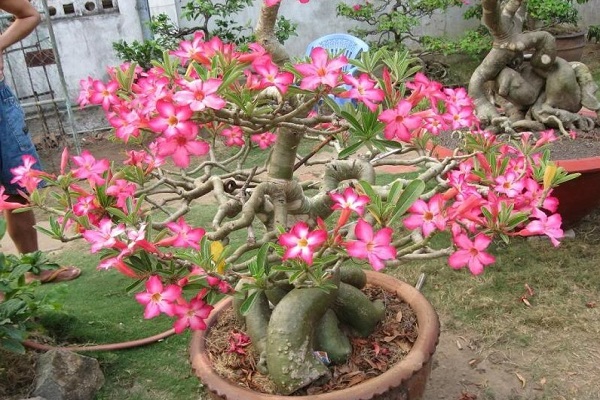 cây hoa sứ - Image 2