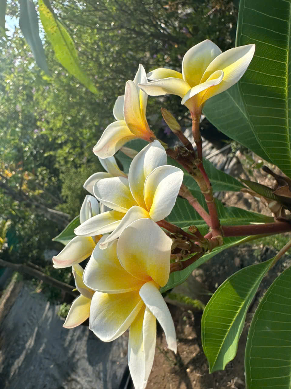 cây hoa sứ - Image 4