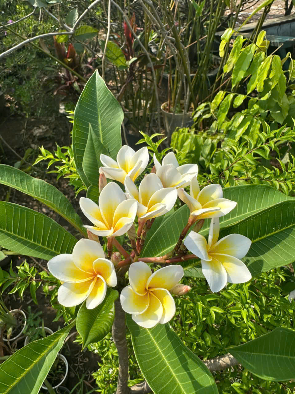 cây hoa sứ - Image 1