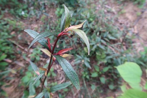 cây hoàn ngọc đỏ - Image 5