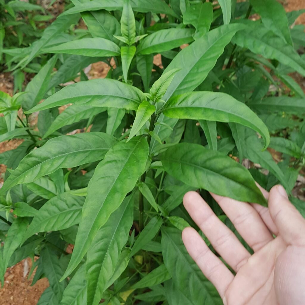 cây hoàn ngọc trắng