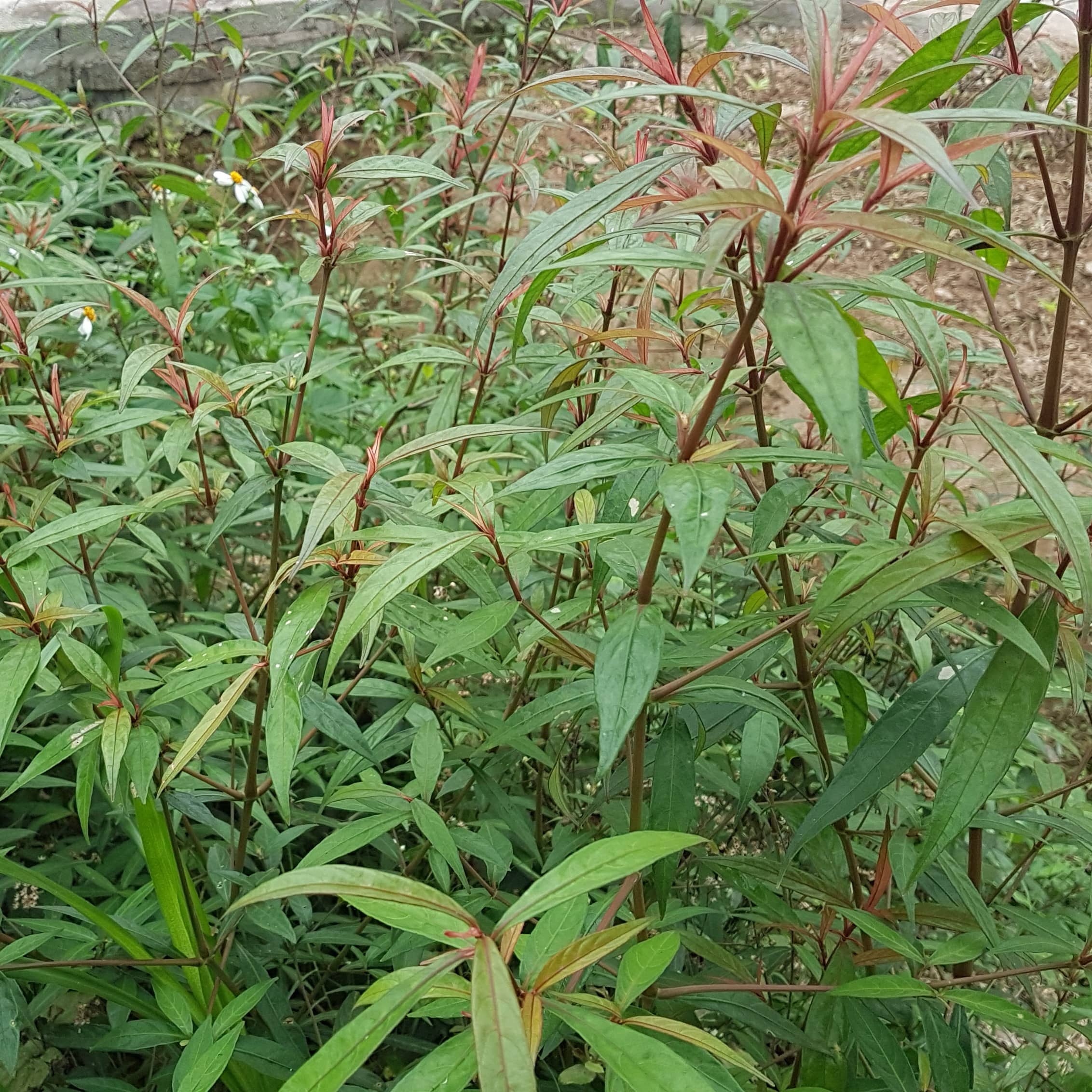 cây hoàn ngọc trắng - Image 2