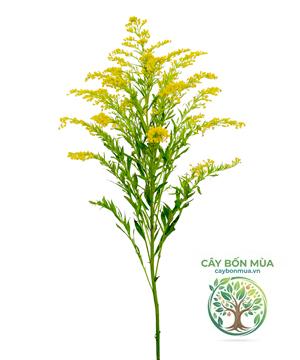 cây hoàng anh - Image 2