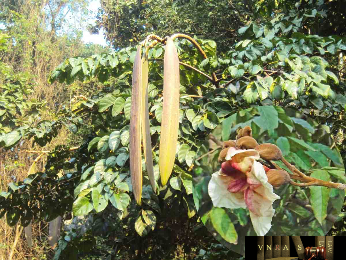 cây hoàng bá nam - Image 2