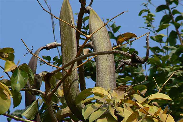 cây hoàng bá nam - Image 3