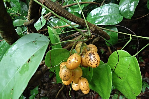 cây hoàng đằng