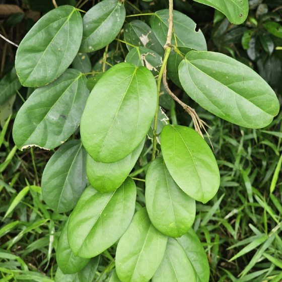 cây hoàng đằng - Image 2