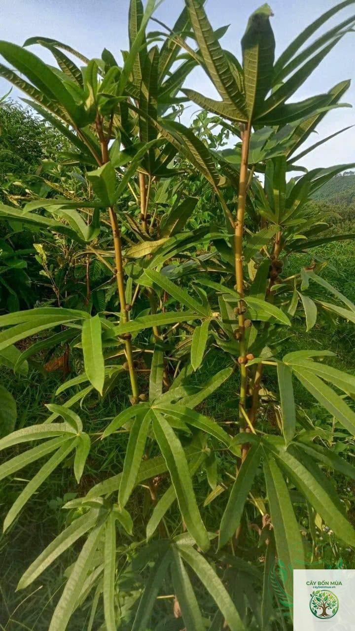 cây hoàng kỳ - Image 5