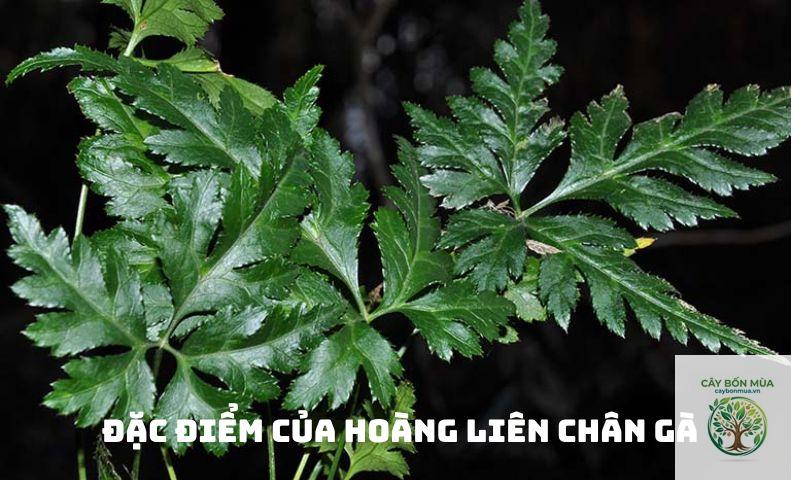 cây hoàng liên chân gà - Image 2