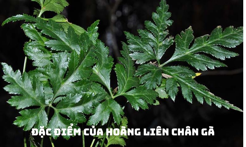cây hoàng liên chân gà - Image 2