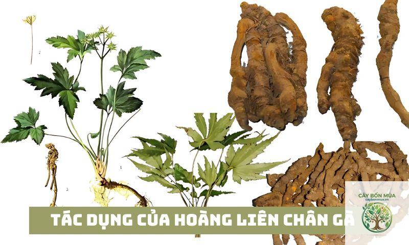 cây hoàng liên chân gà - Image 3
