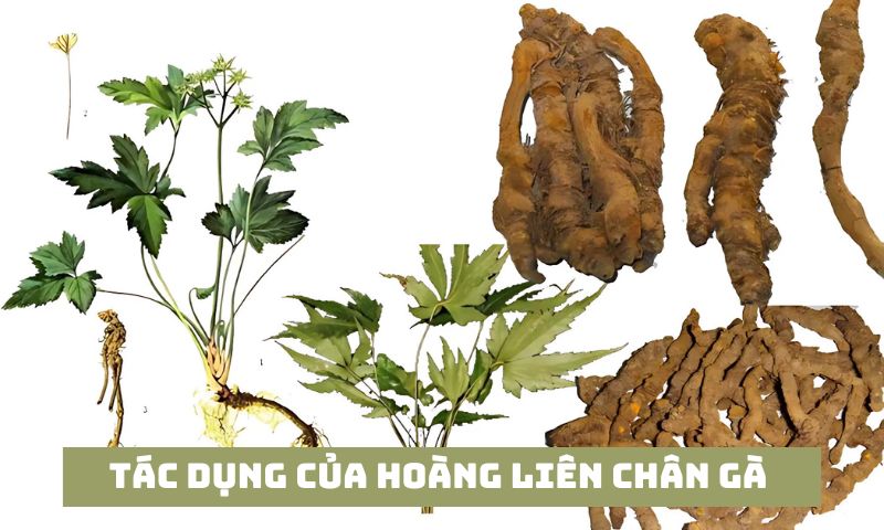 cây hoàng liên chân gà - Image 3
