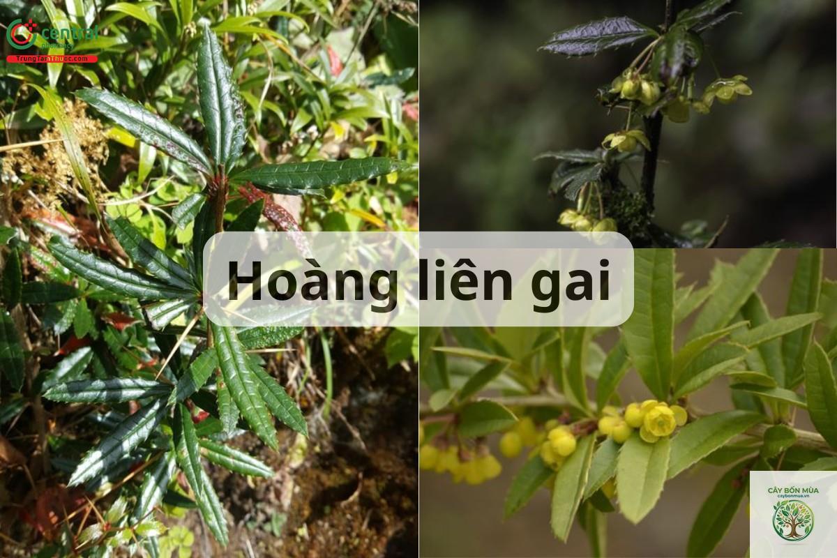 cây hoàng liên gai - Image 5