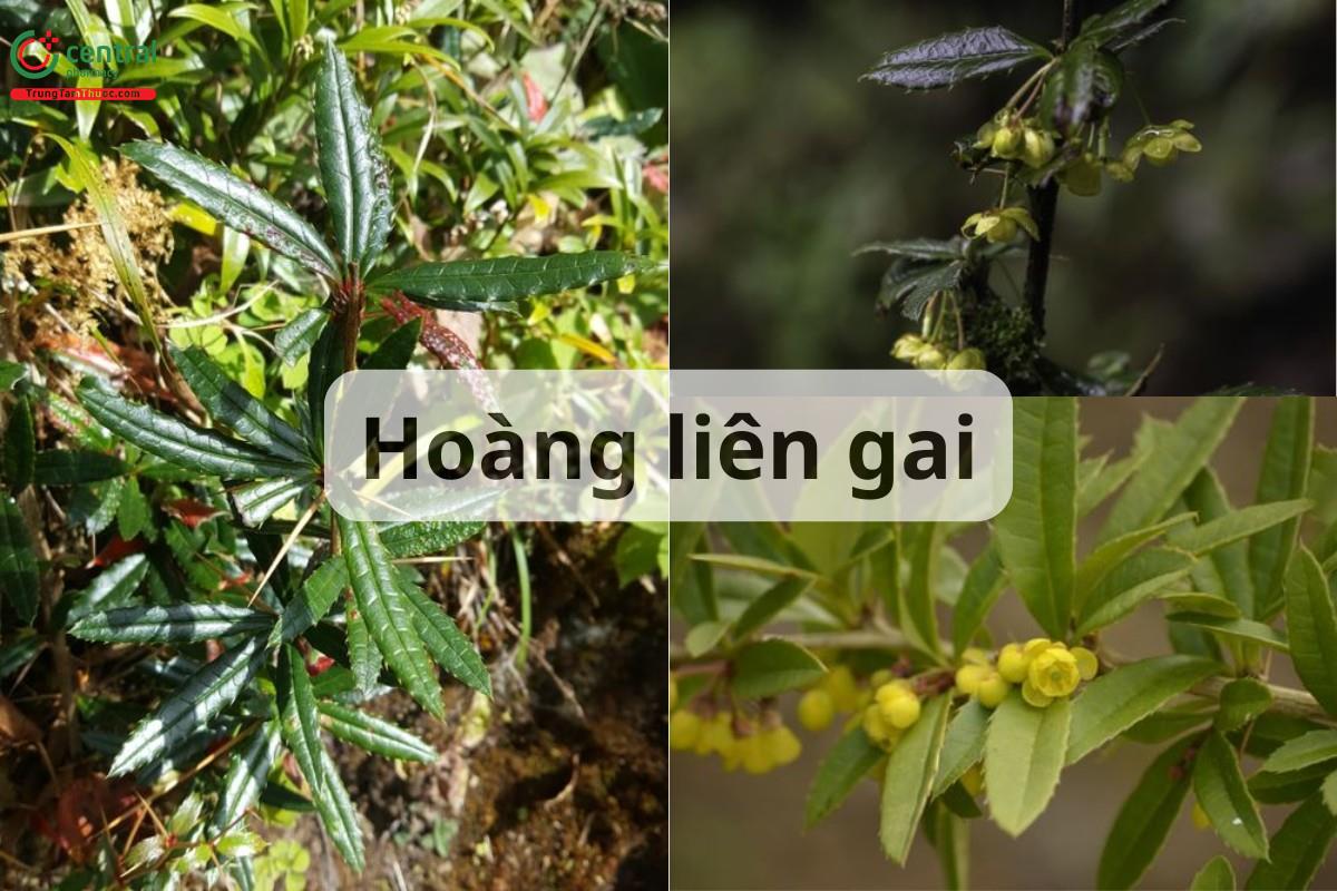 cây hoàng liên gai - Image 4