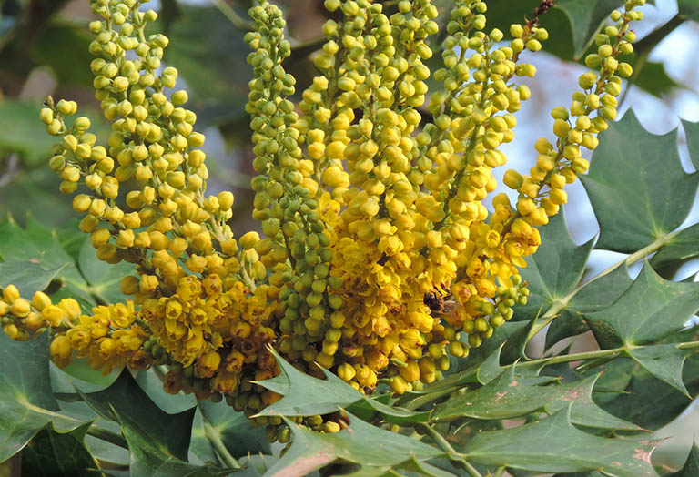 cây hoàng liên ô rô - Image 3