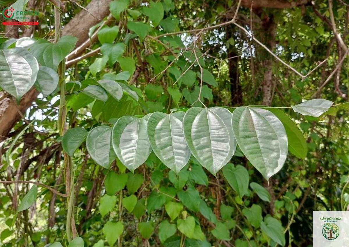cây hoàng nàn rừng - Image 2
