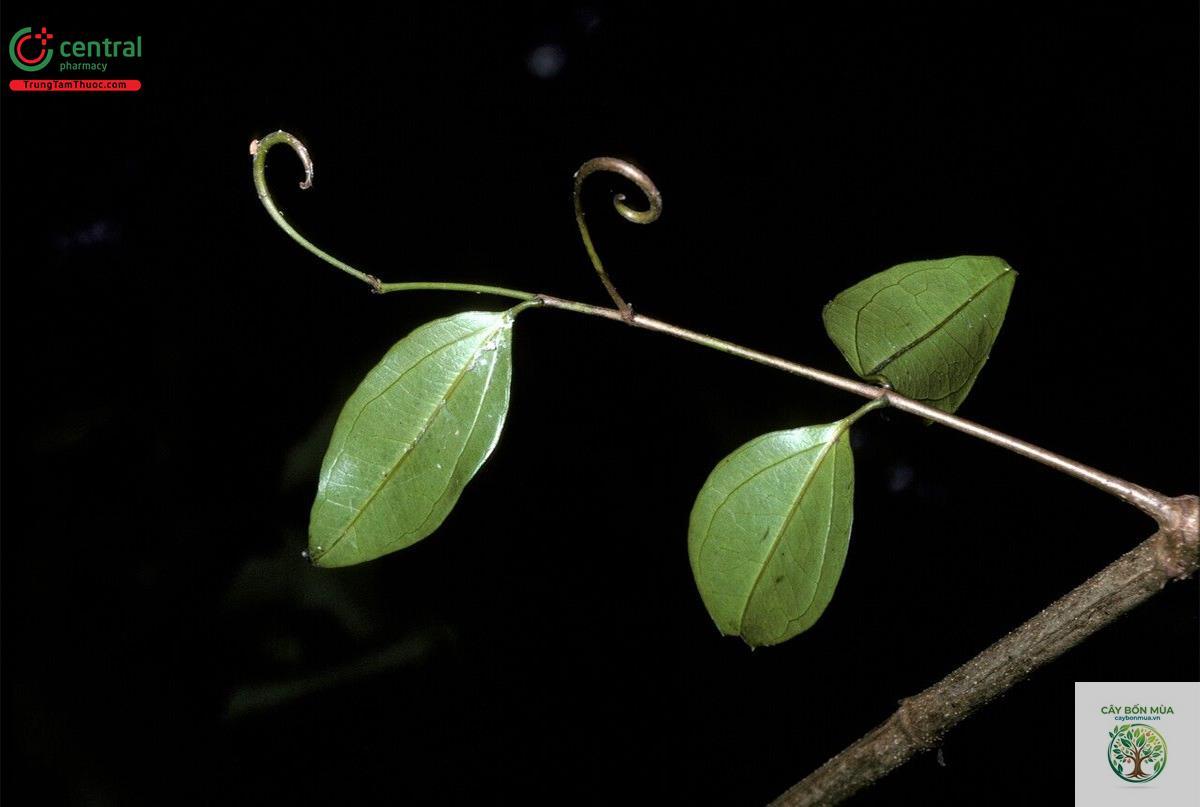 cây hoàng nàn rừng - Image 4