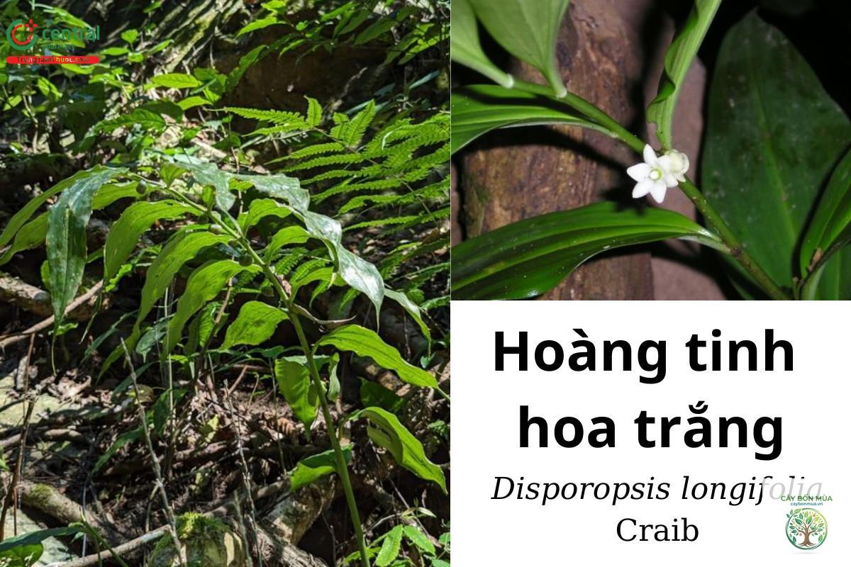 cây hoàng tinh hoa trắng - Image 3