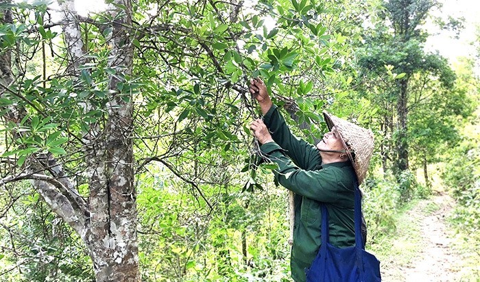 cây hồi hương - Image 2