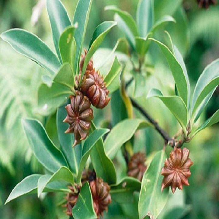 cây hồi hương - Image 3